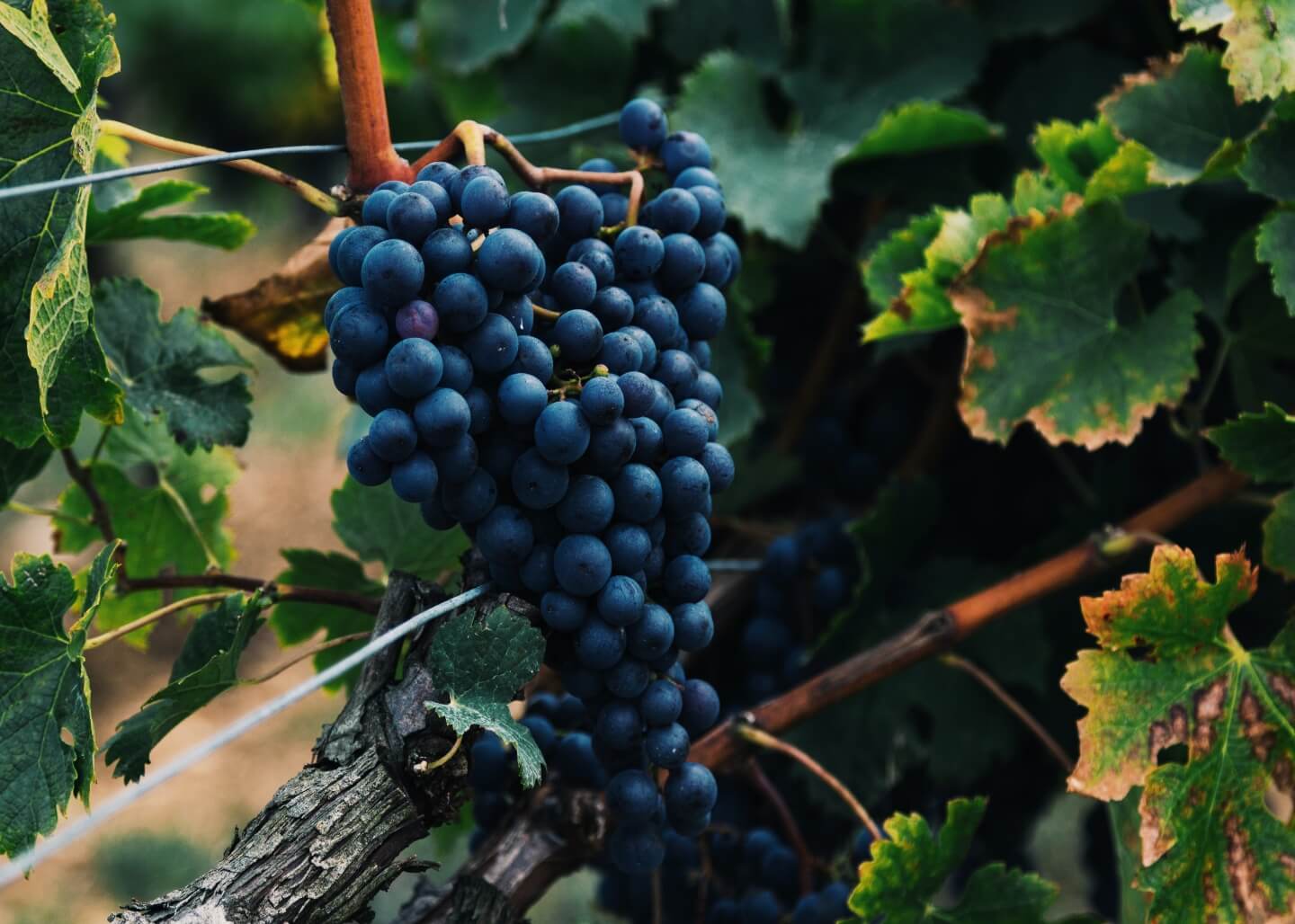 Grape Vines 6 Steps to Purchasing, Planting, and Growing Grapes