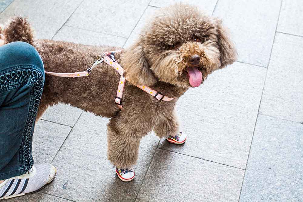 Pets in Beijing A Quick Guide for Pet Owners