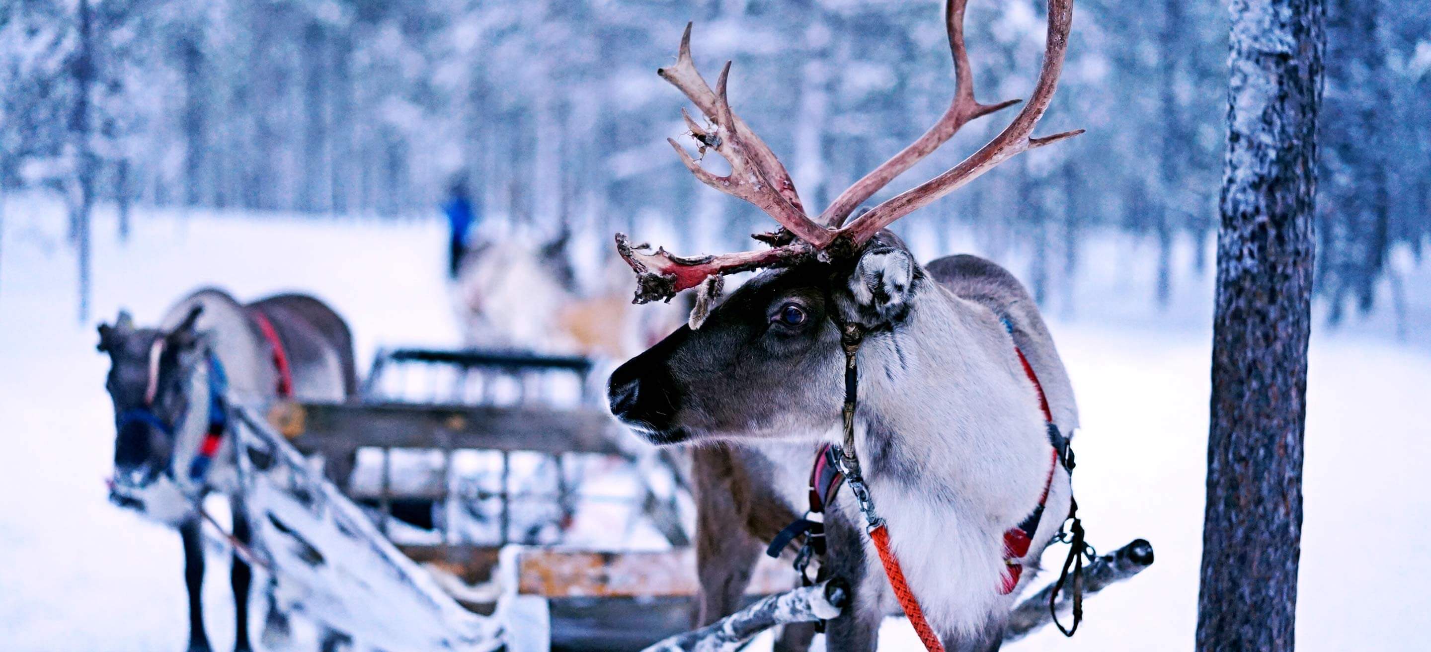 Unexpected crowd: Sweden’s oldest marketplace goes digital for the first time