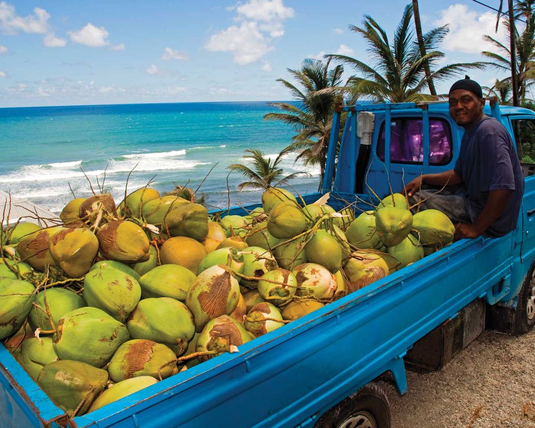 Coconuts Ins and Outs of Barbados
