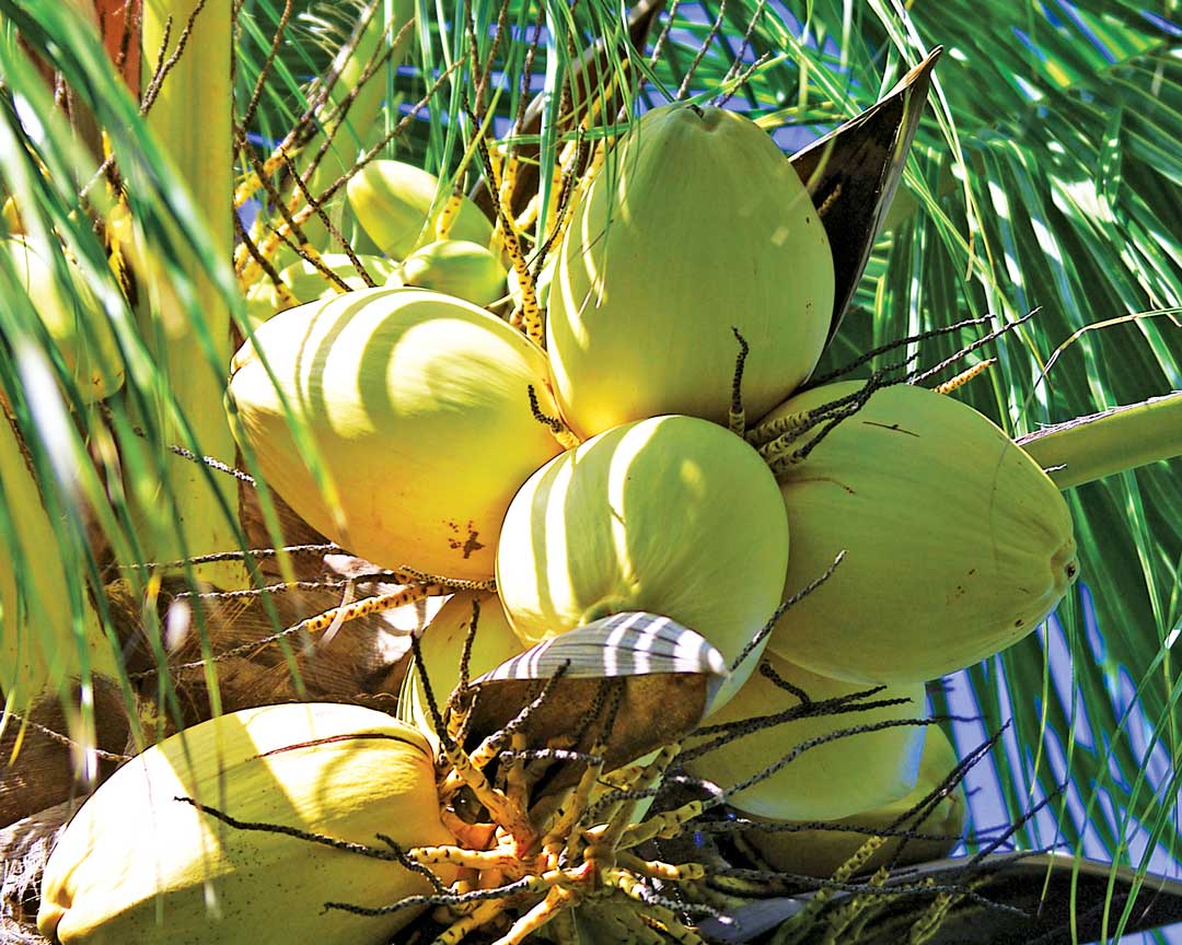 Coconuts Ins and Outs of Barbados