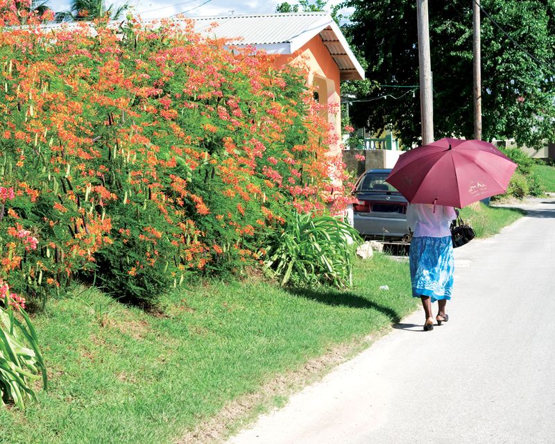 Pride of Barbados Ins and Outs of Barbados