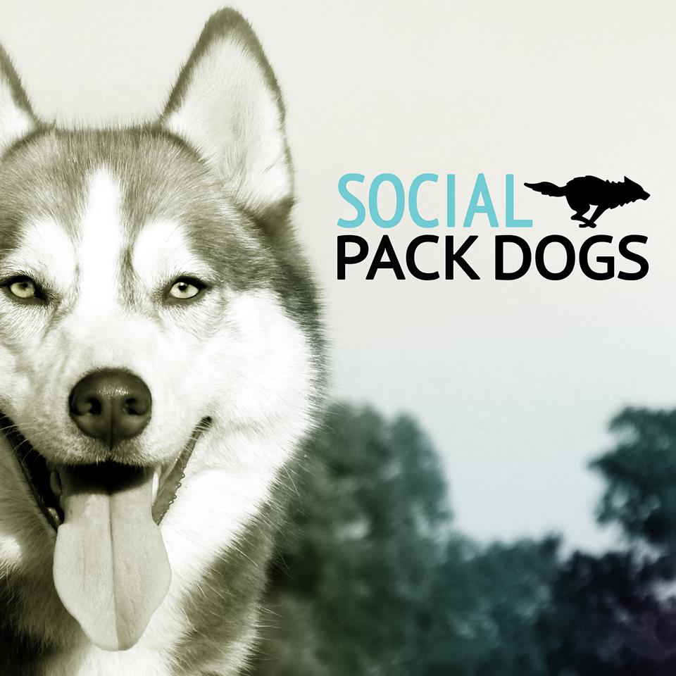 Partner Spotlight: Social Pack Dogs