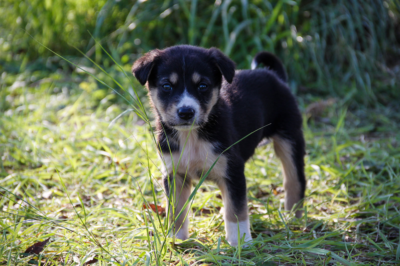 Potty Training Tips for Your New Pup