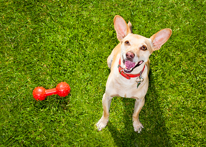 Calling All Dallas Dog Owners: 5 “Paw-Fect” Dallas Dog Parks