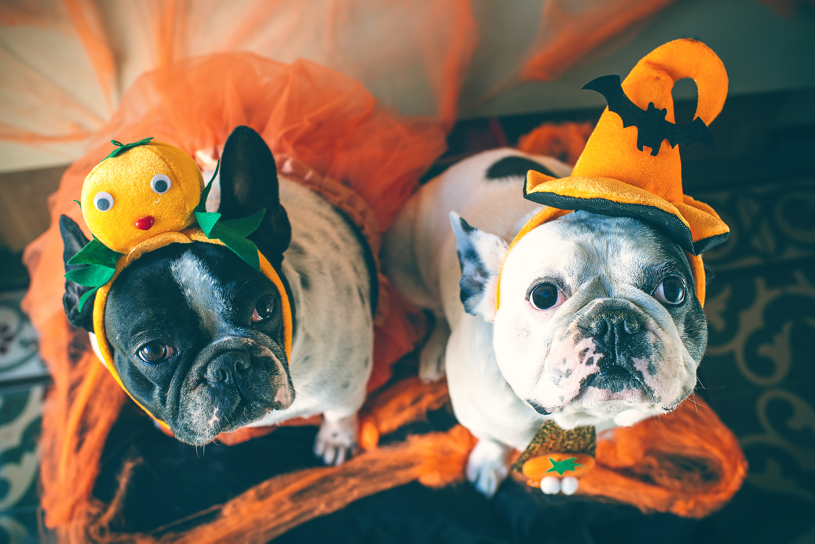The Most Spook-tacular Dog Costumes for Halloween