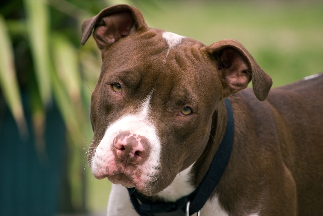 The History of Pit Bulls
