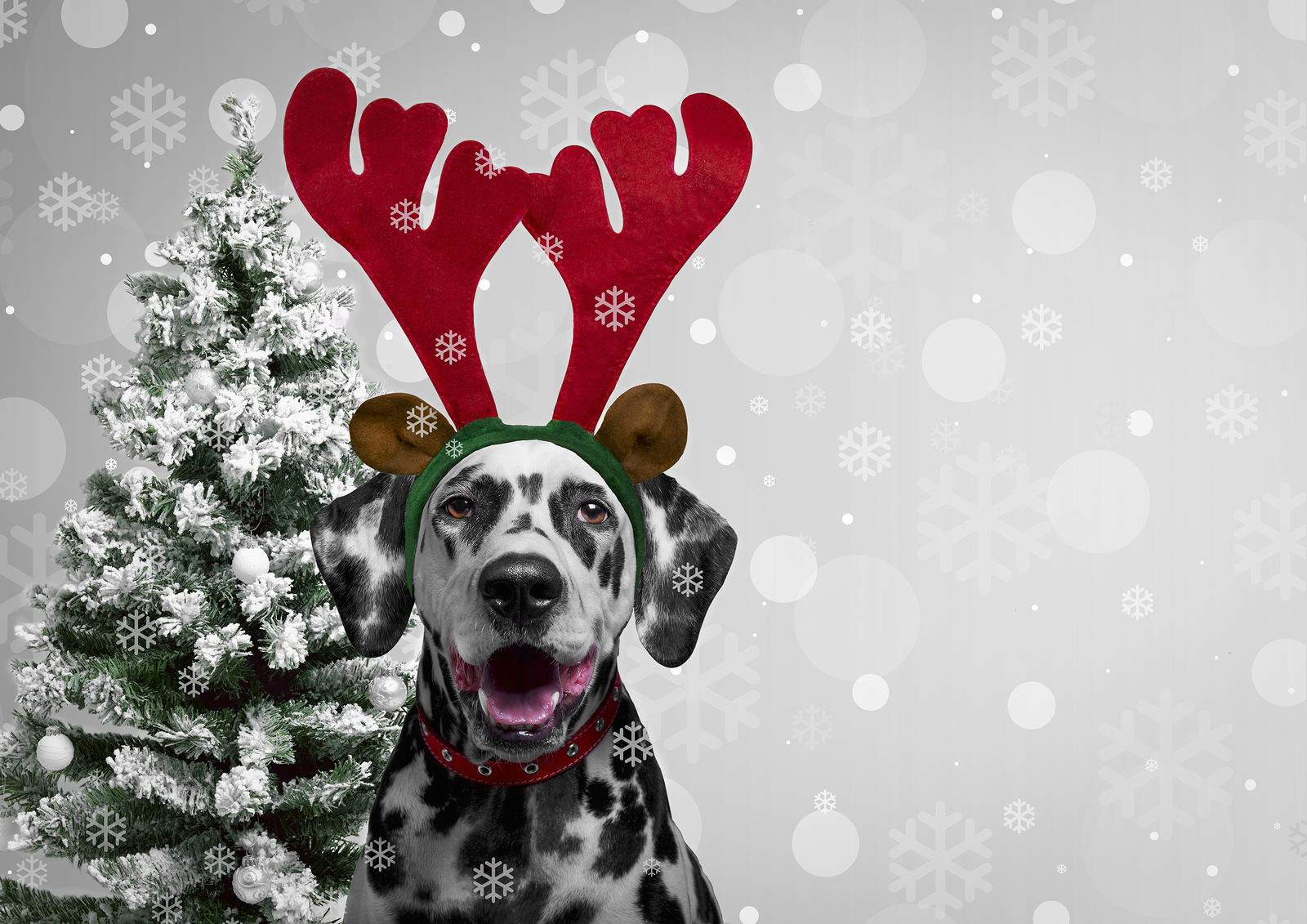 The Ulti-mutt Holiday Gift Guide: Pet Edition