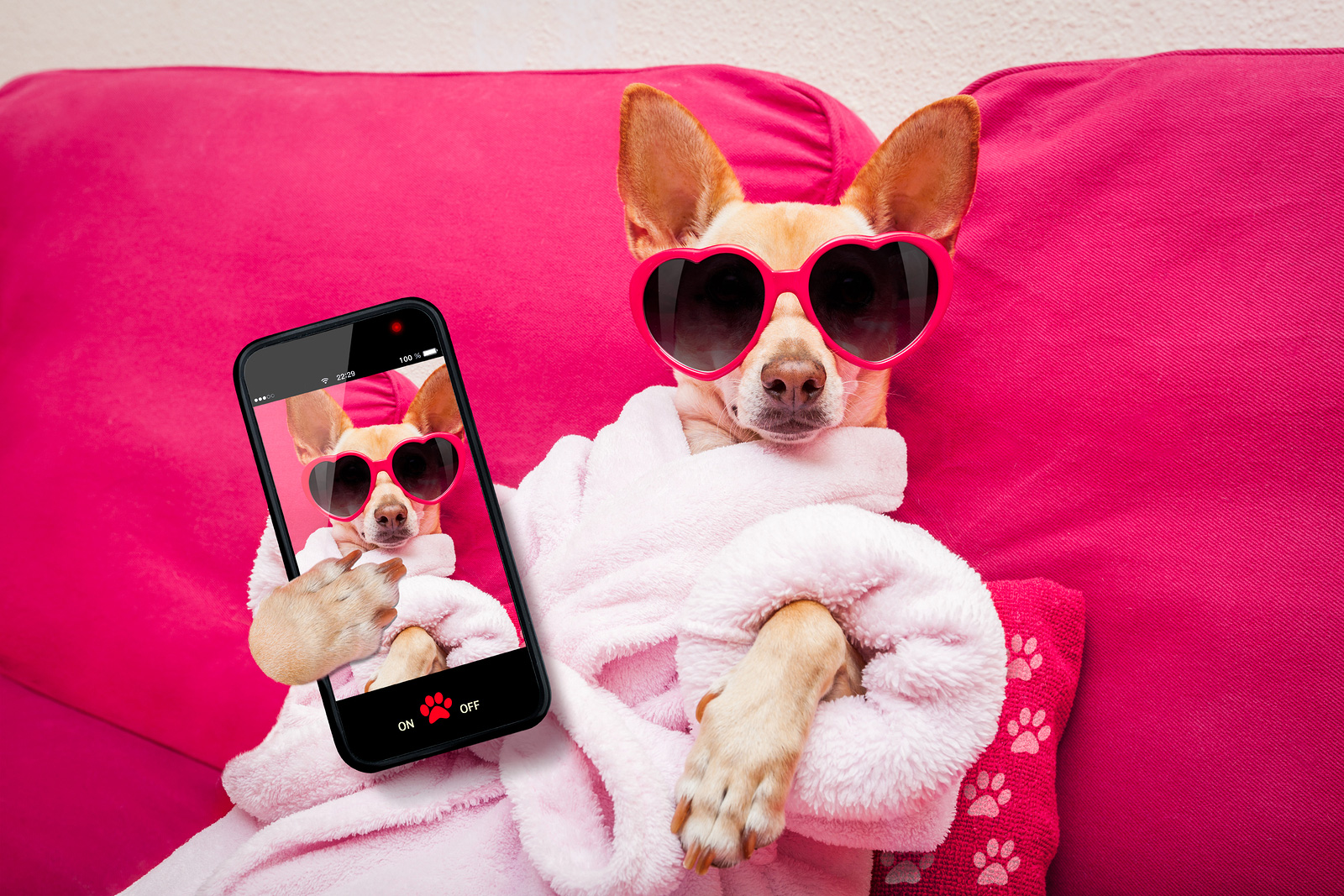 Famous Dogs We Love!