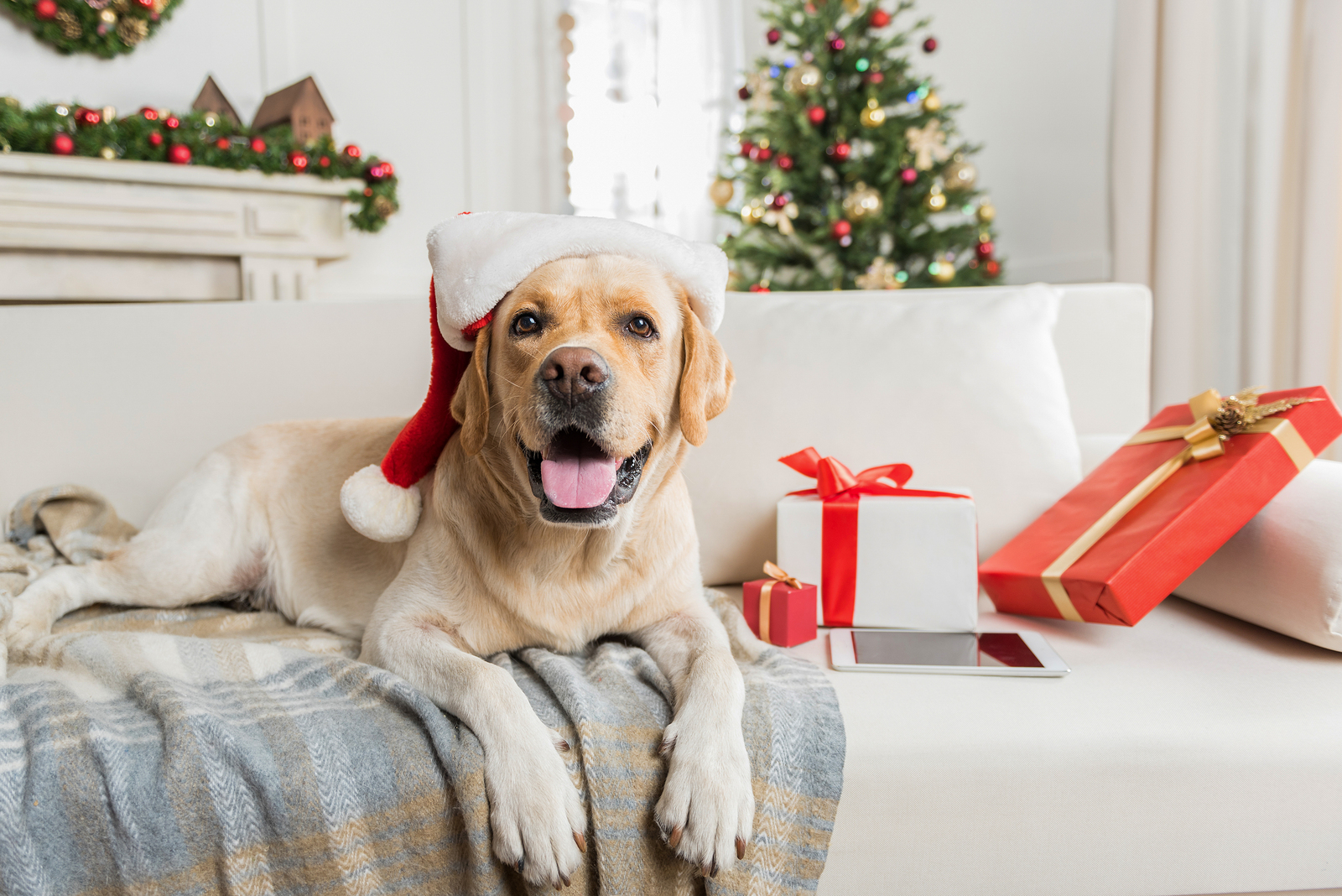 Scoop Soldiers Gift Card: The “Paw-fect” Christmas Present