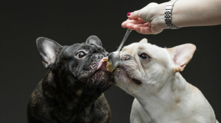 5 Dog-Friendly Human Foods for Fido