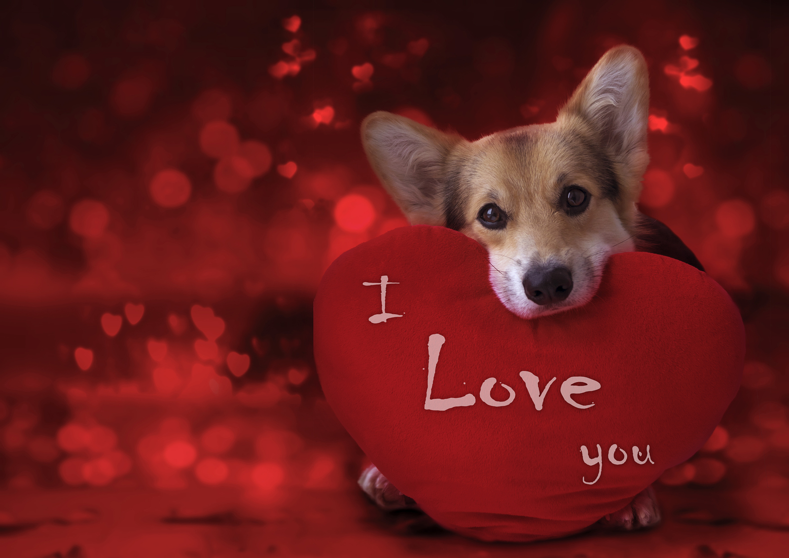 Valentine’s Day “Treats” for Your Pup