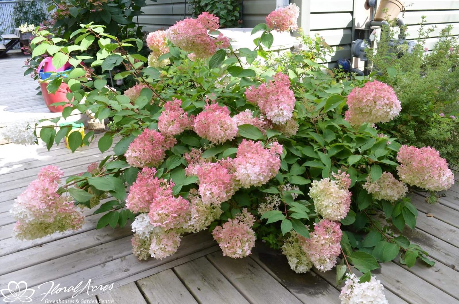 Hydrangea Pinky Winky Floral Acres
