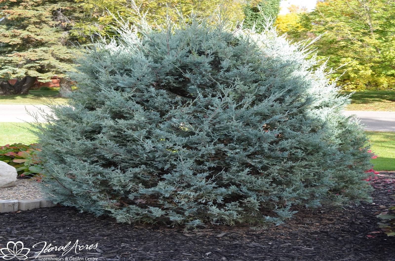 Juniper Wichita Blue Floral Acres