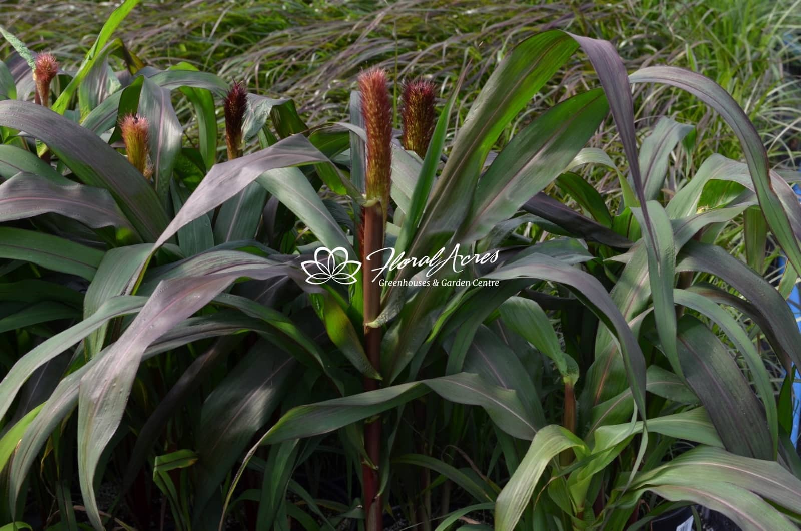 Grasses Millet Purple Baron Floral Acres