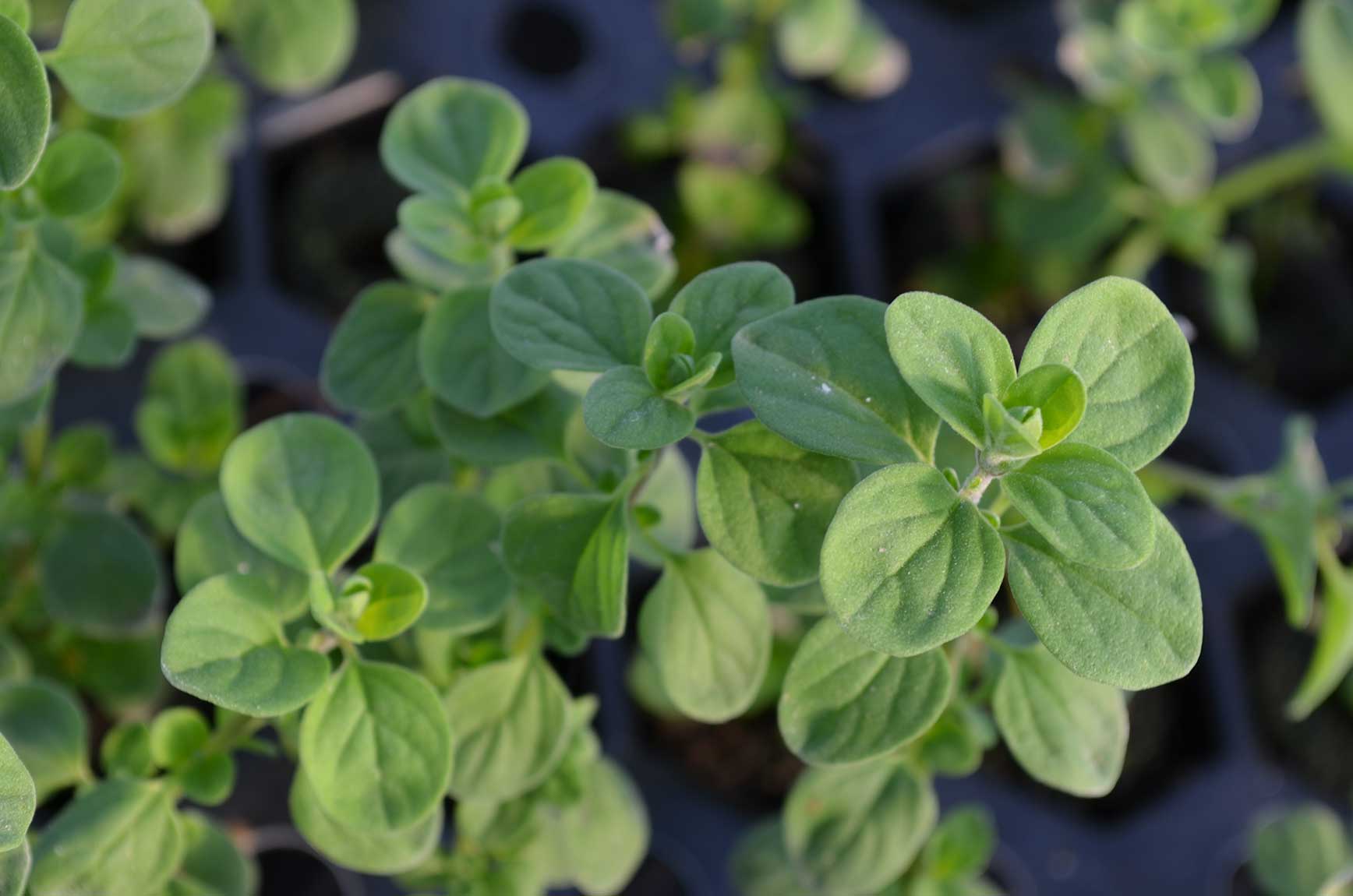 Marjoram Sweet Floral Acres