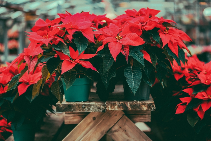Caring for your Christmas Plants  Blog  Floral Acres