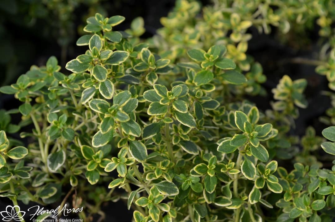 Thyme Golden Lemon (Variegated) Floral Acres