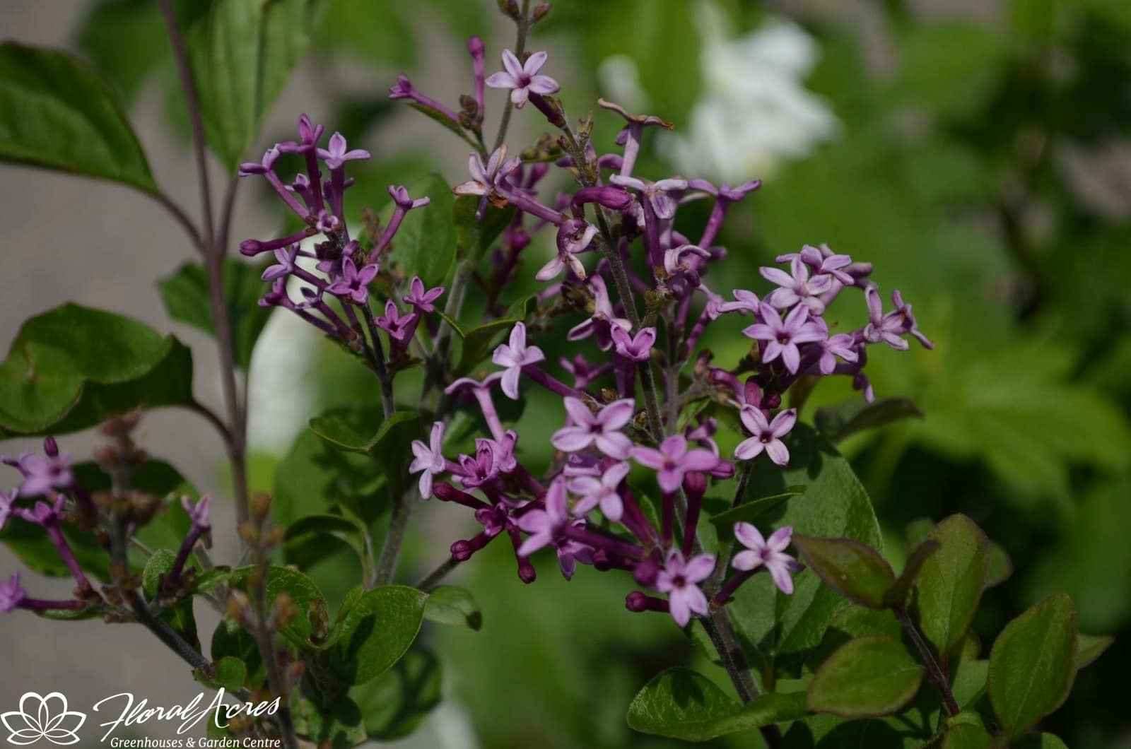 Lilac - Beauty Of Moscow | Floral Acres