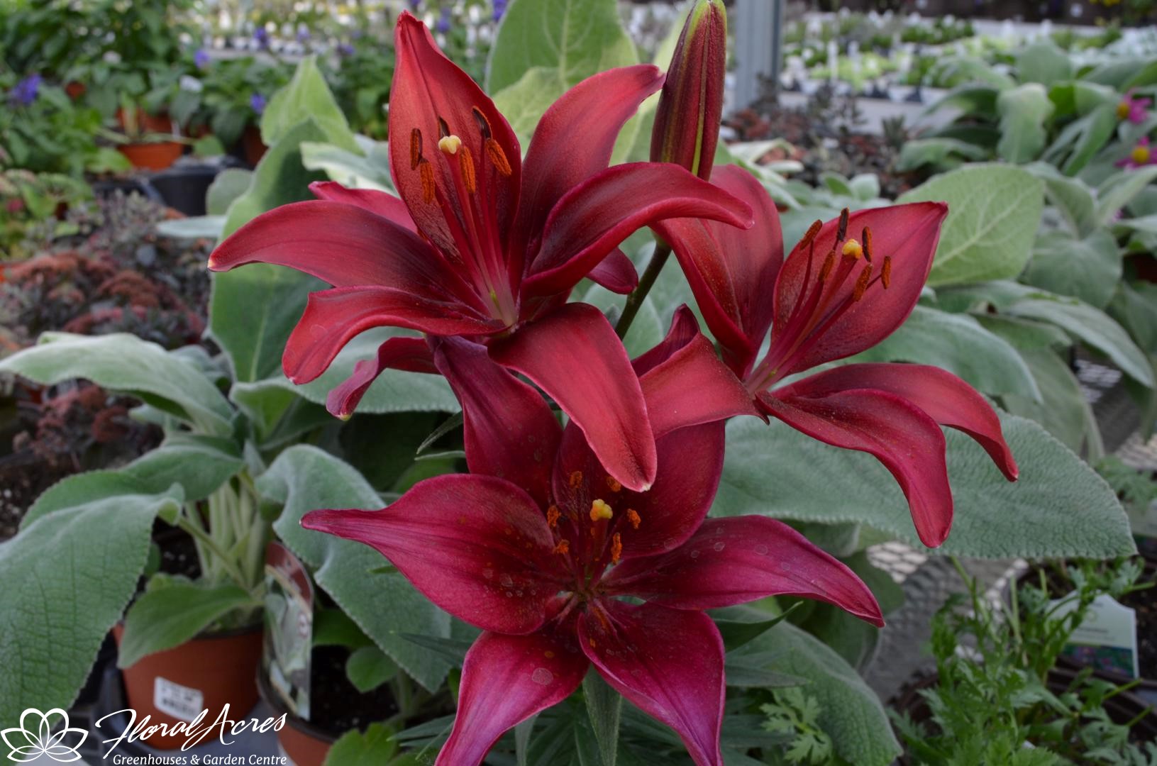 Lilium AsiaticPot Lily Tiny Parrot Floral Acres