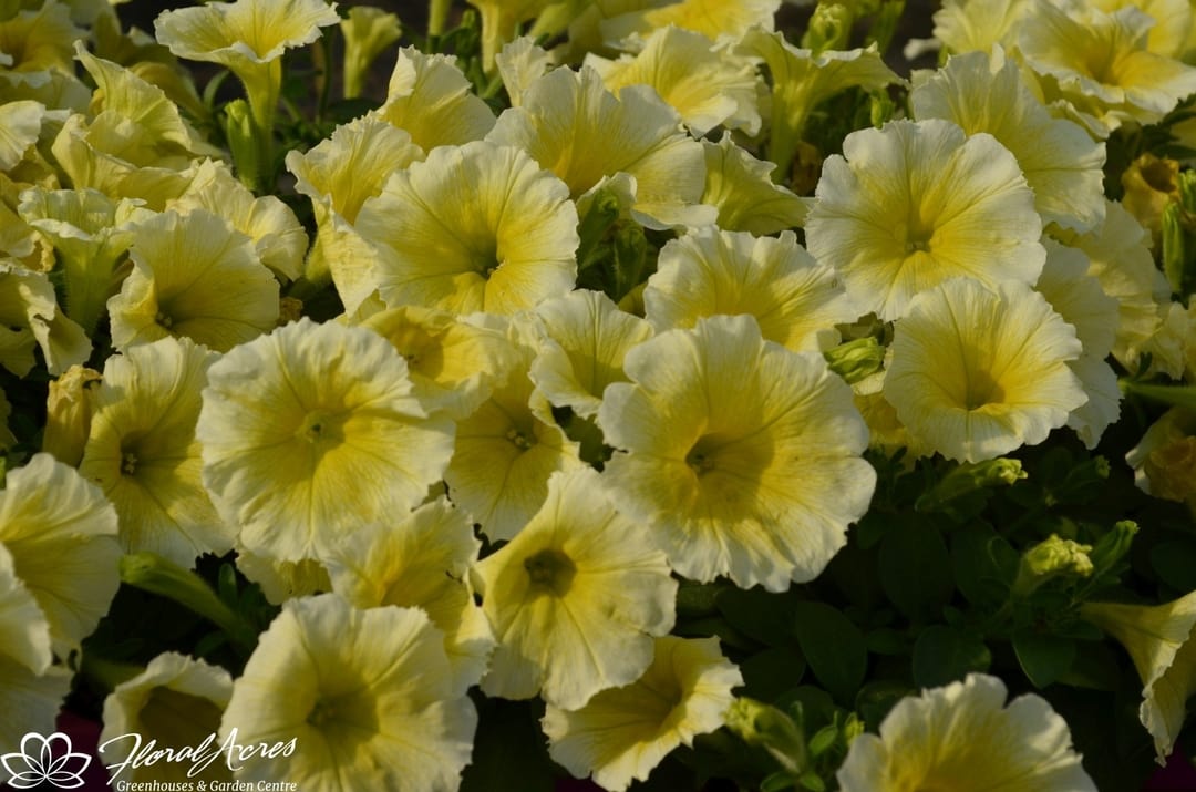 PETUNIA MOUNDED Headliner Starry Sky Burgundy Floral Acres