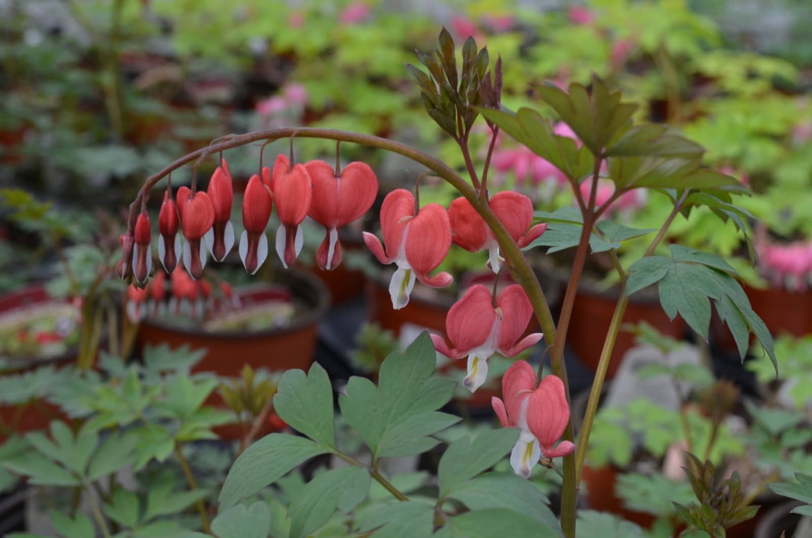 Dicentra (Bleeding Heart) Spectabilis Valentine Floral Acres