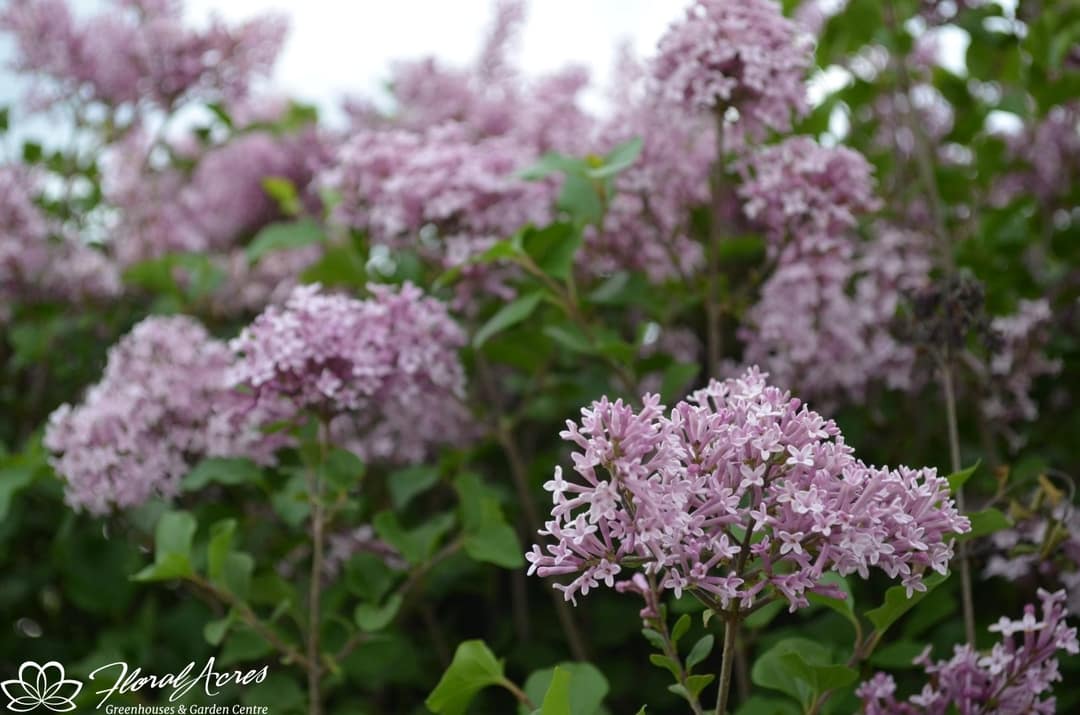 Lilac - Beauty Of Moscow | Floral Acres
