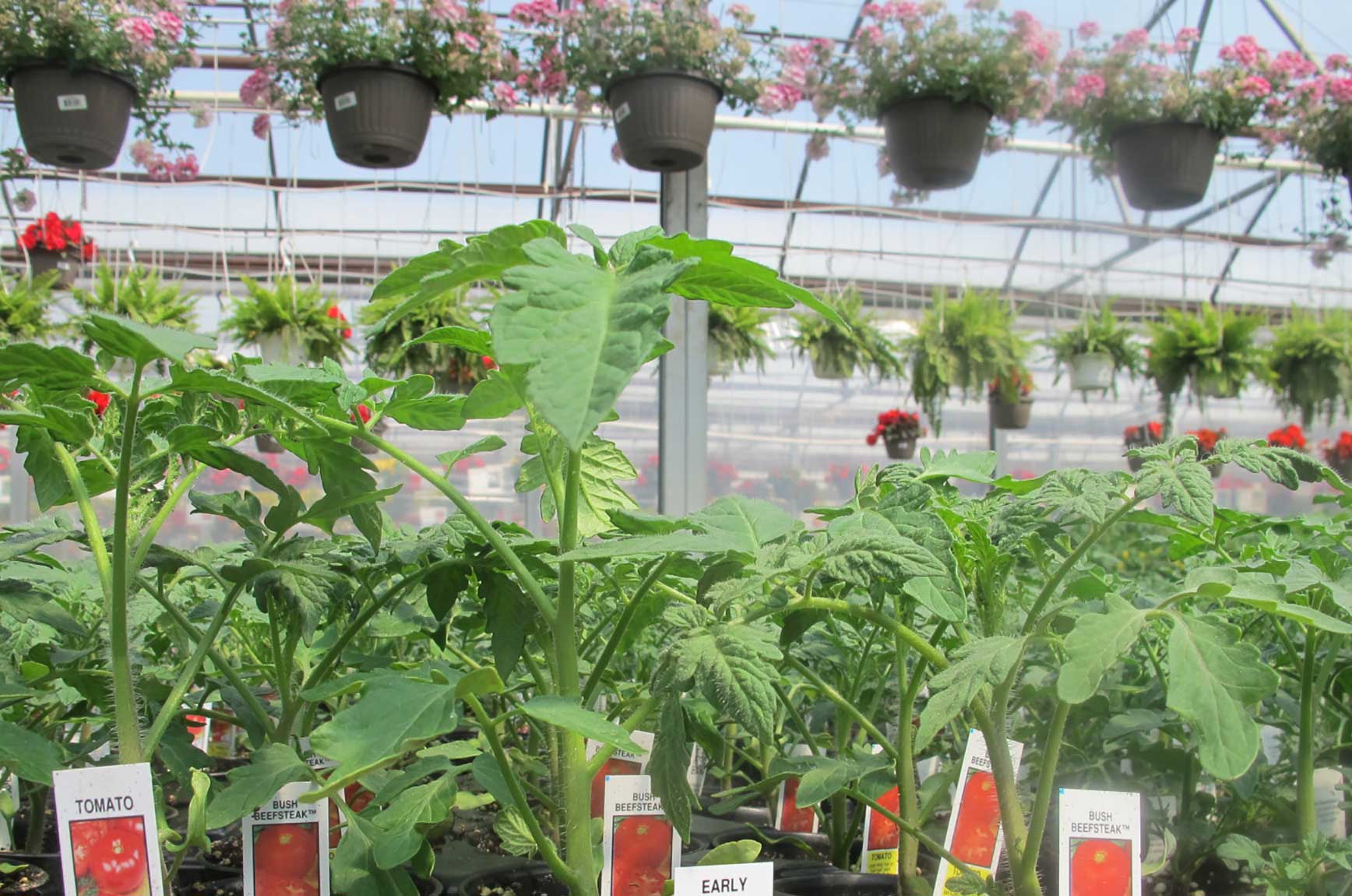 Tomato Slicer Early Girl Floral Acres