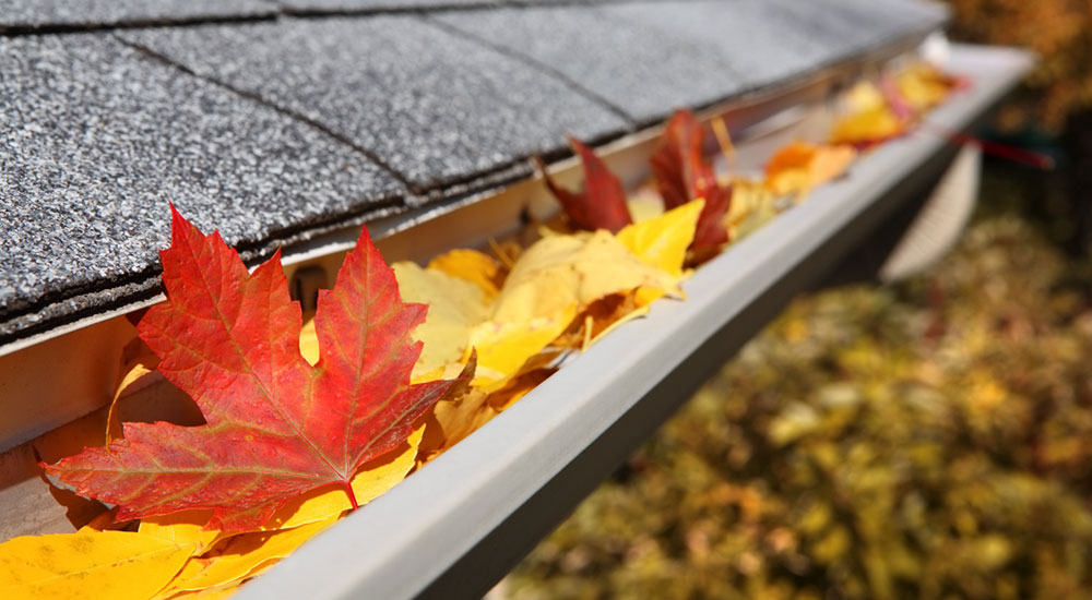 close up of leaves in roof gutter