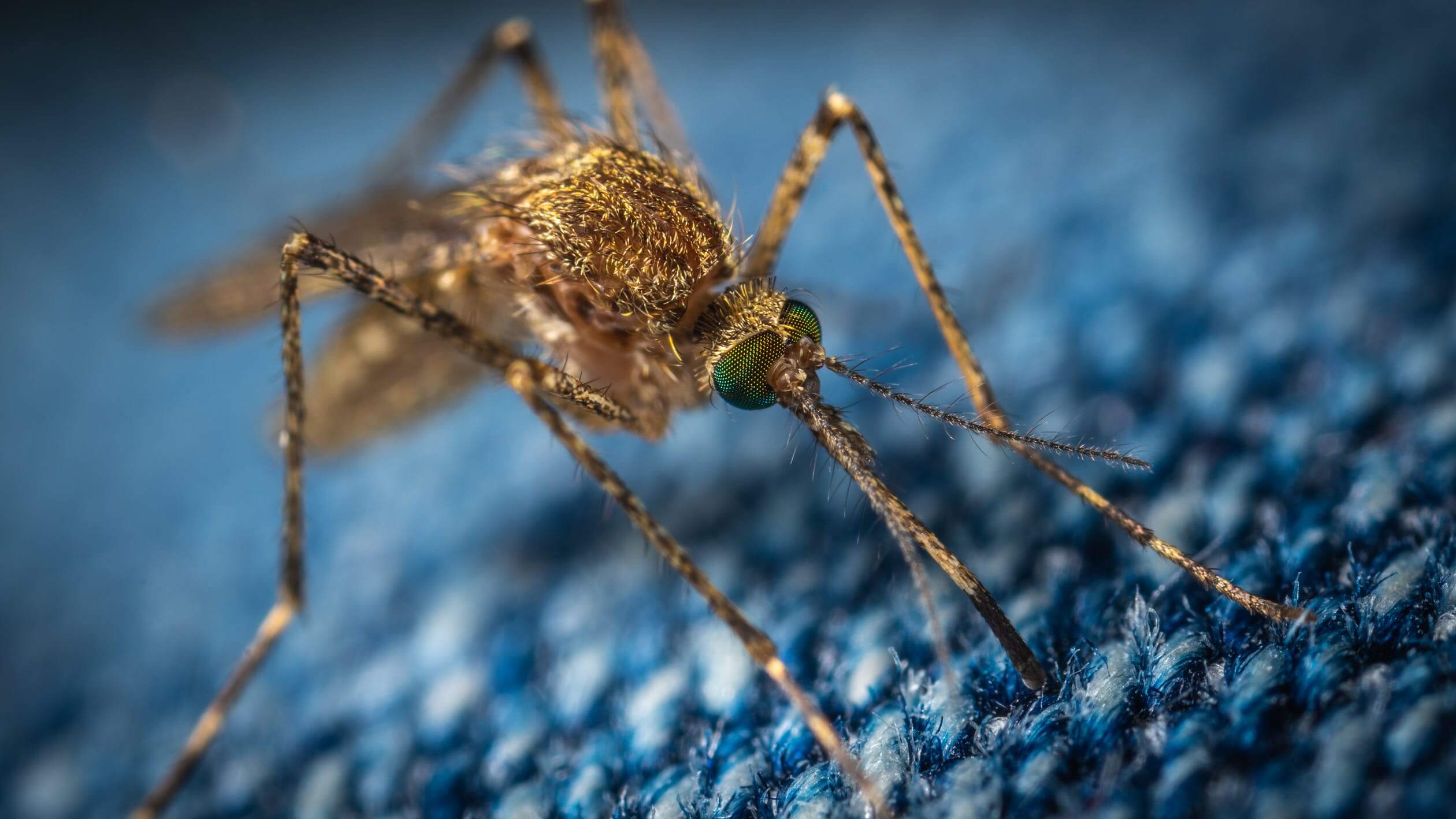 brown mosquito sitting on clothes