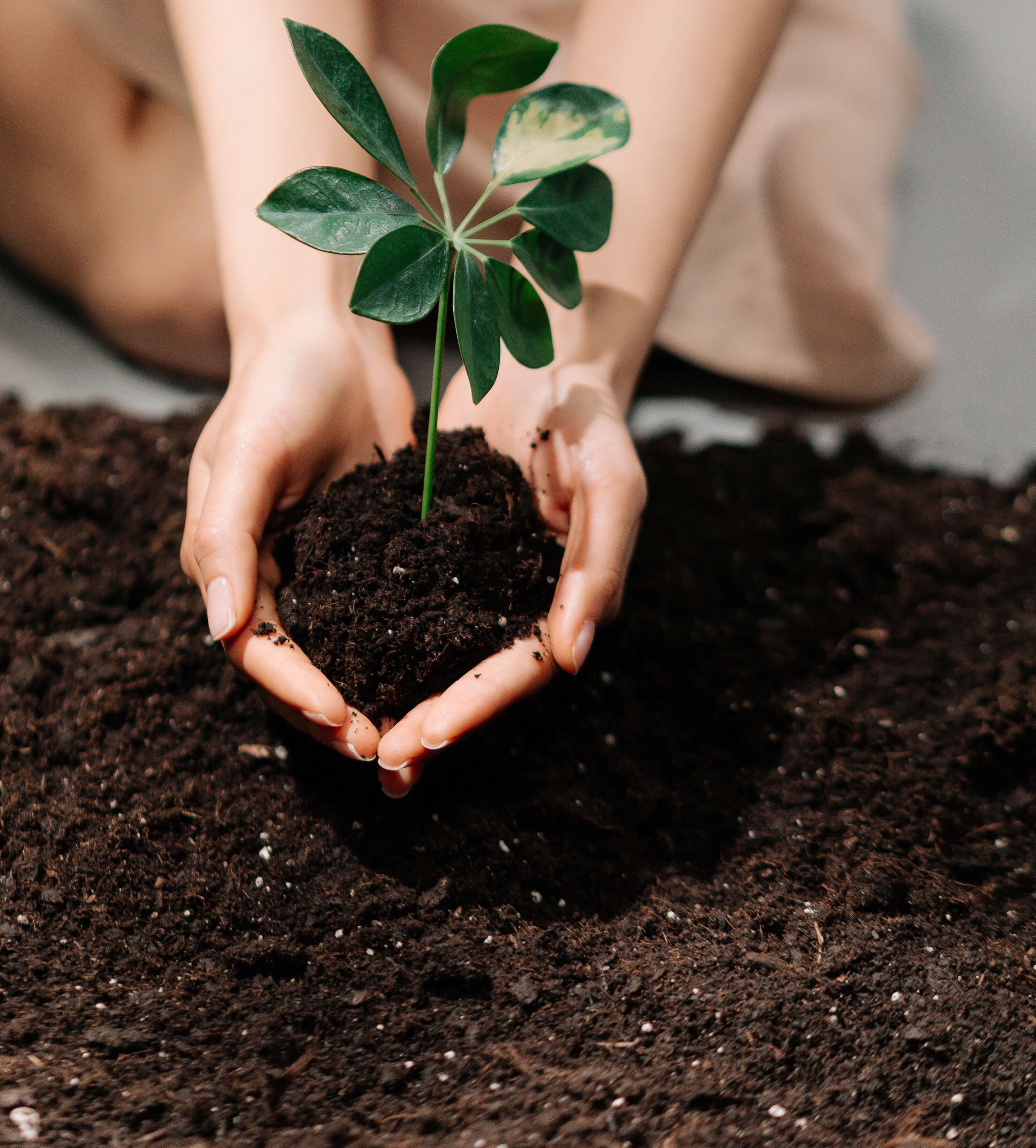 never vacuum soil