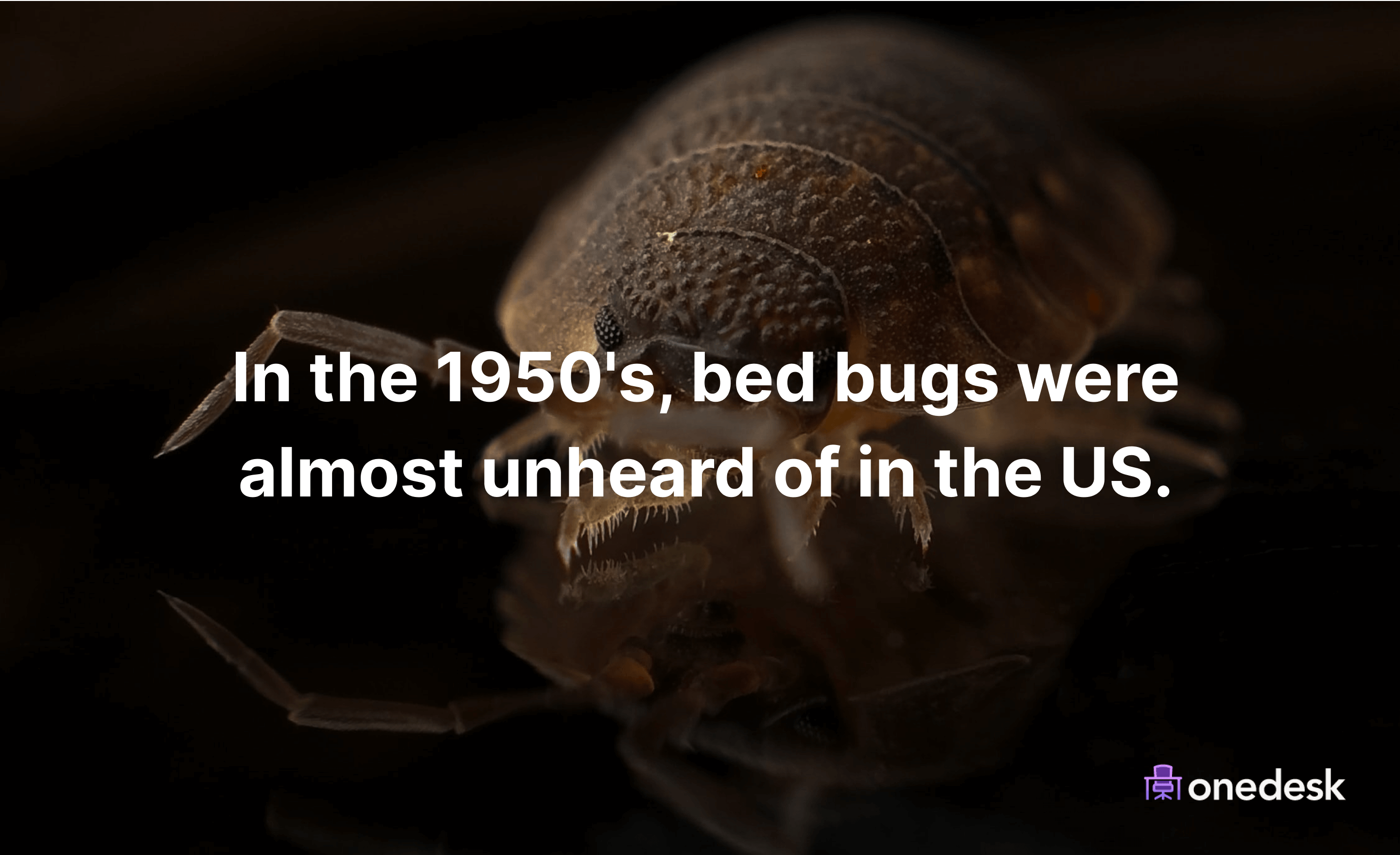bed bugs were not common in the USA in the 1950s