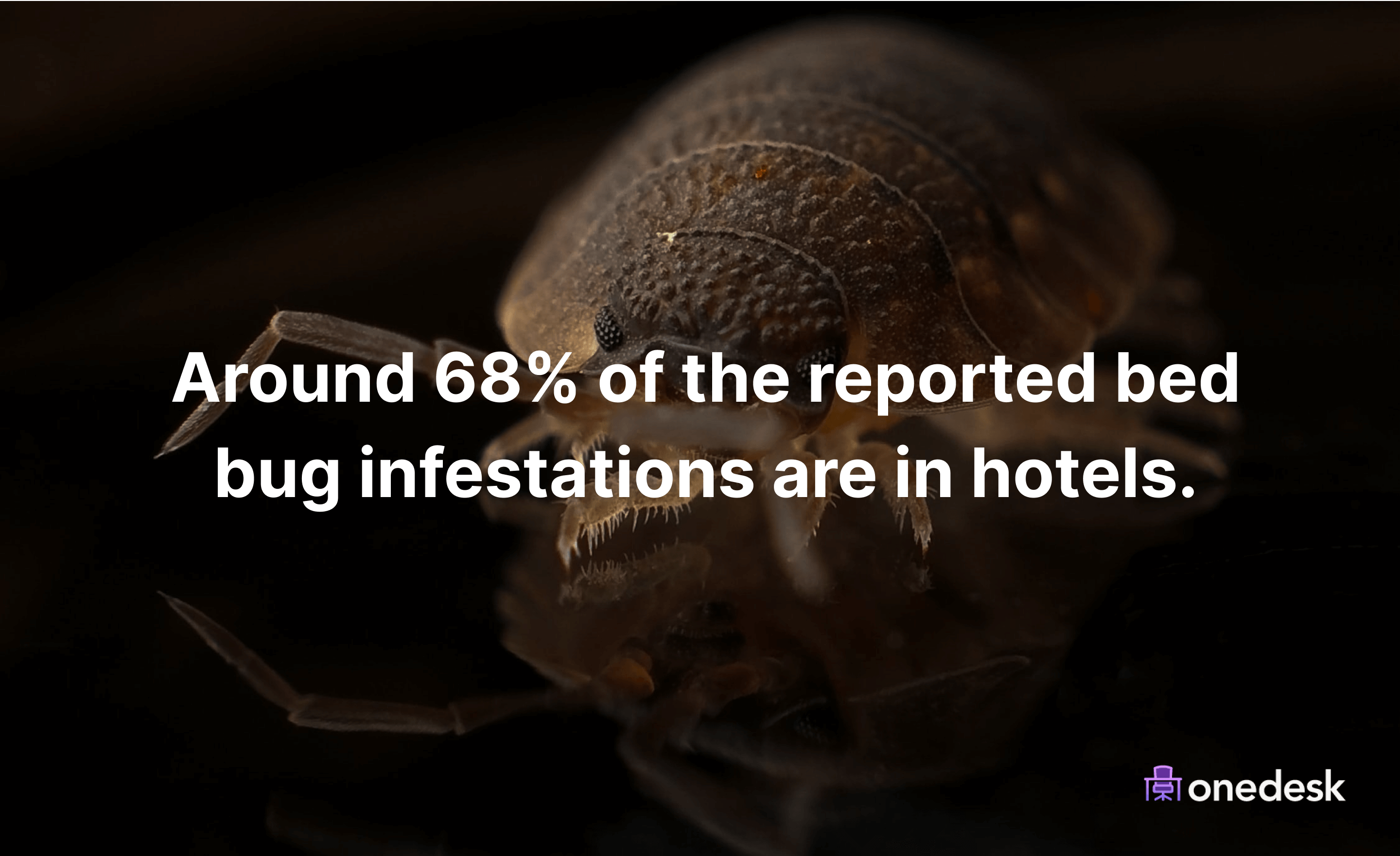 How common are bed bugs in hotels?