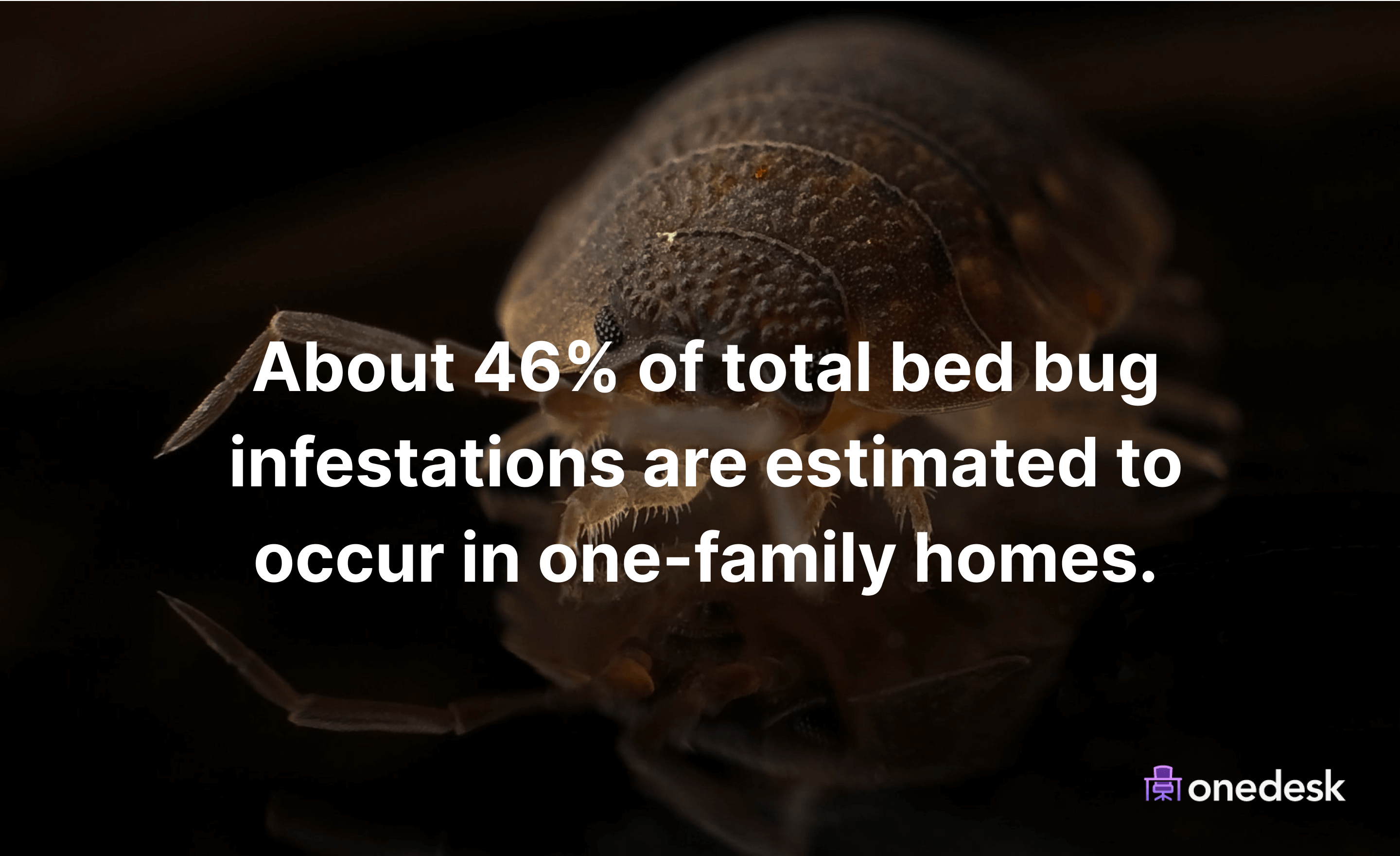 How common are bed bugs in homes?