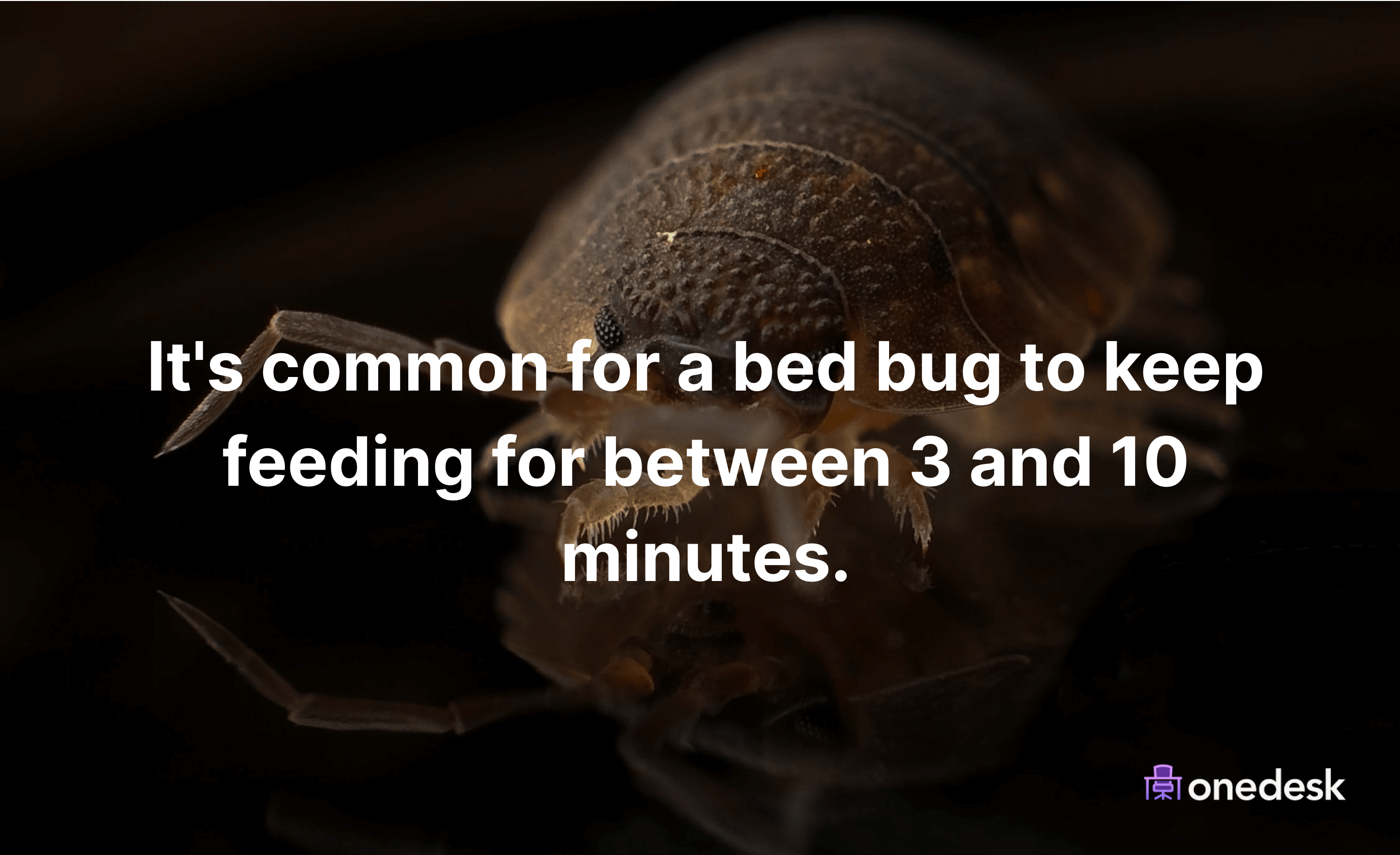 How long do bed bugs bite you?