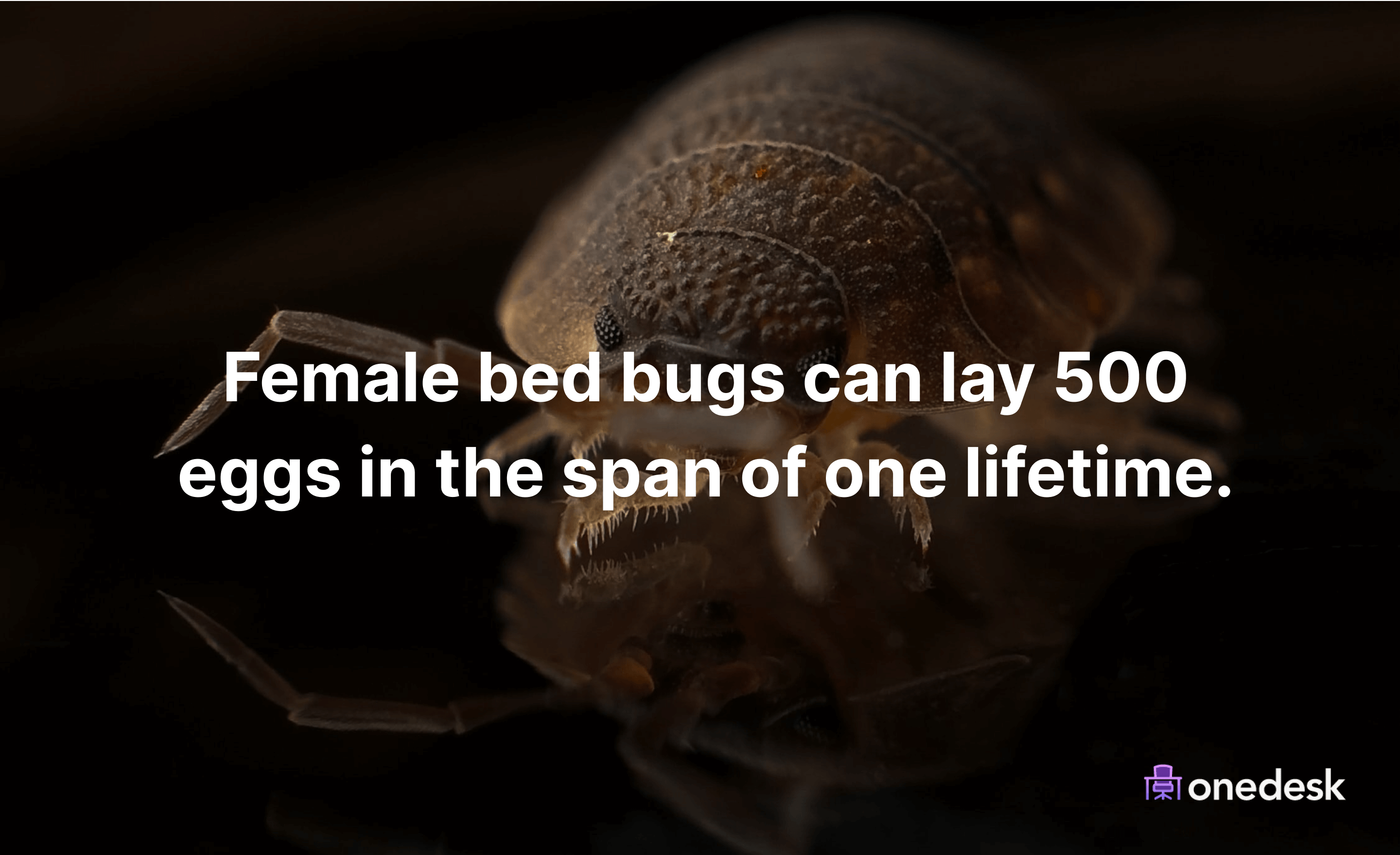 How many bed bugs are in a bed?