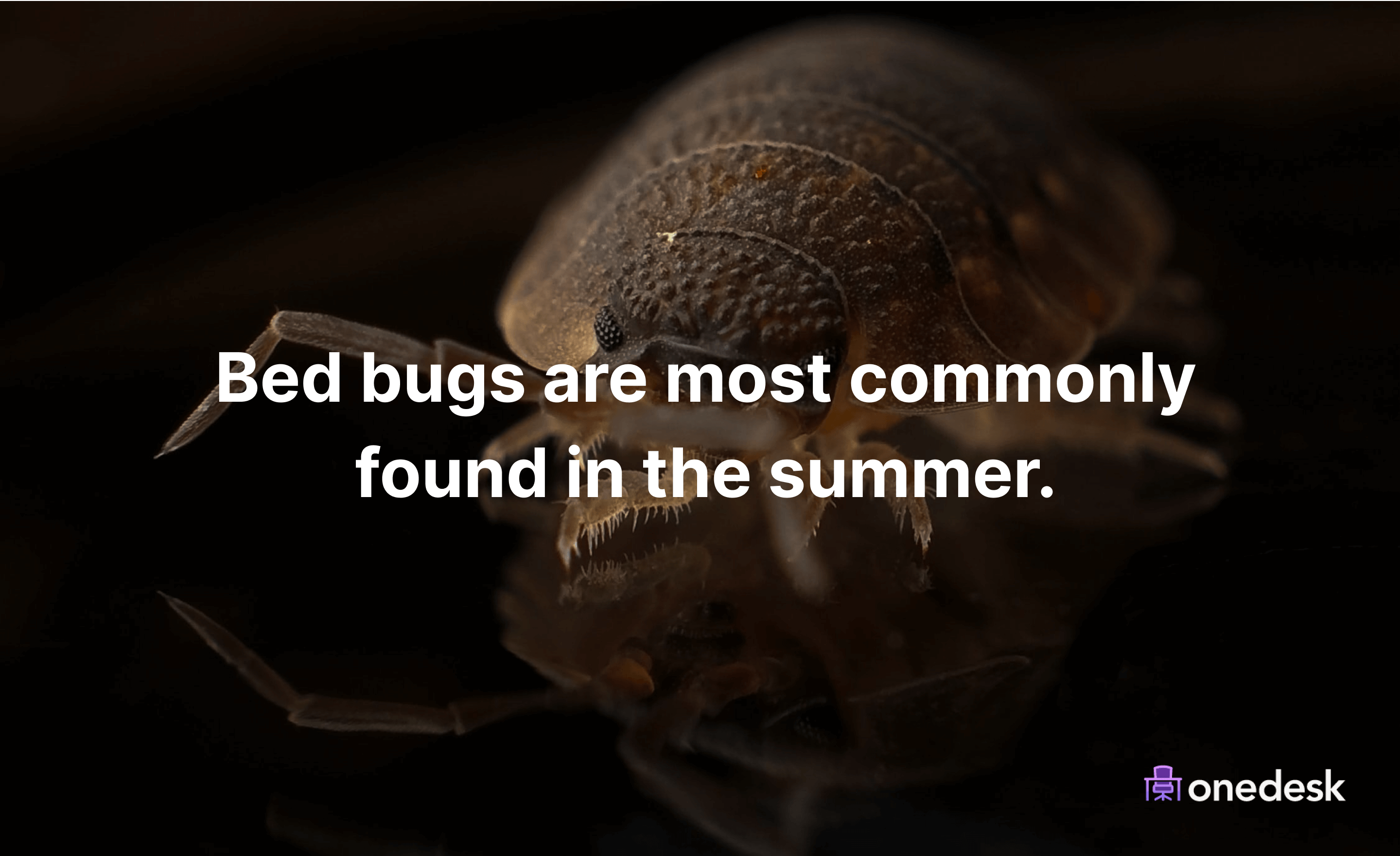 when are bed bugs most common