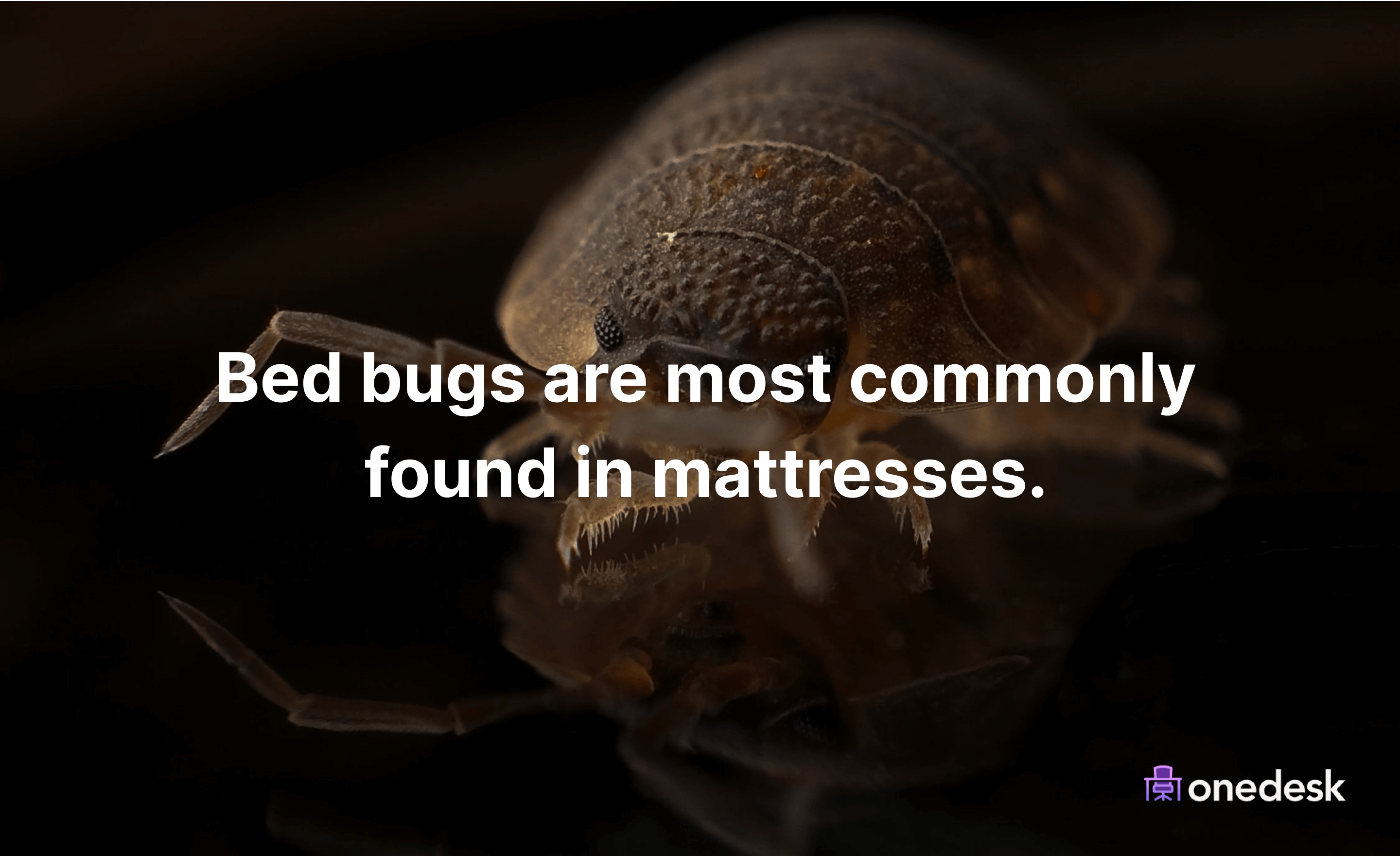 What is the most common place to find bed bugs?