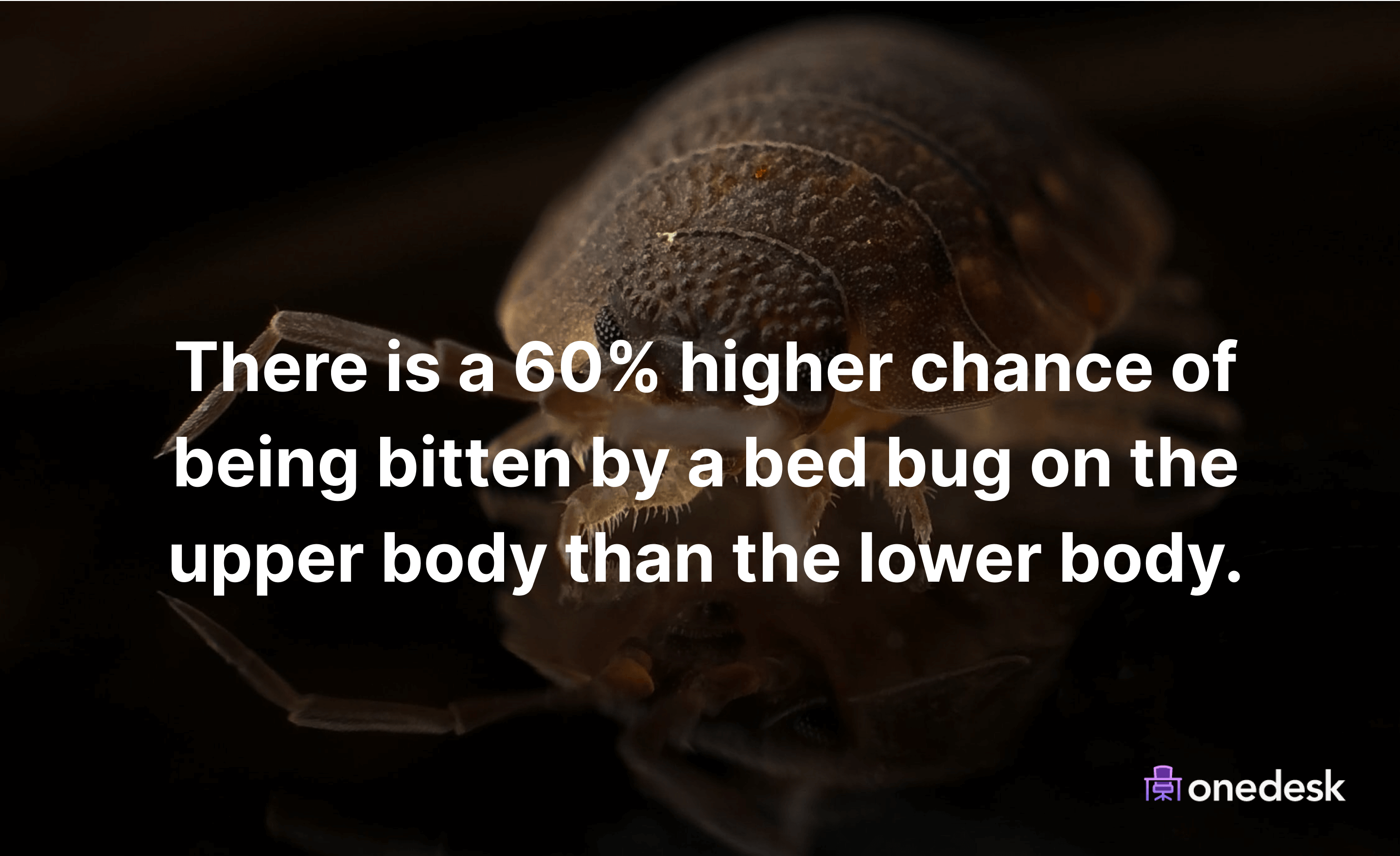 where do bed bugs bite you
