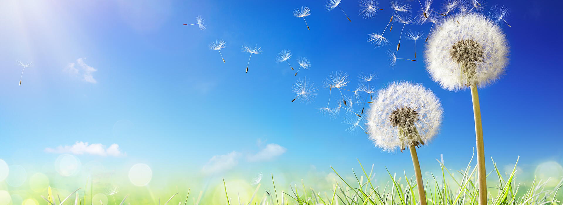 no cost cremation services - dandelions