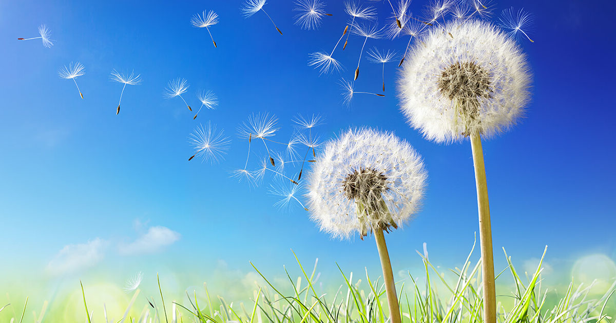 NoCost Cremation Services with Science Care