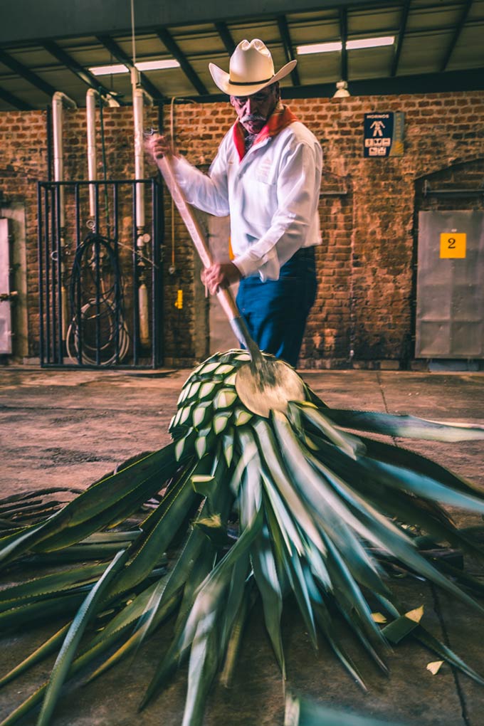 national-tequila-day-sustainable-patron-agave