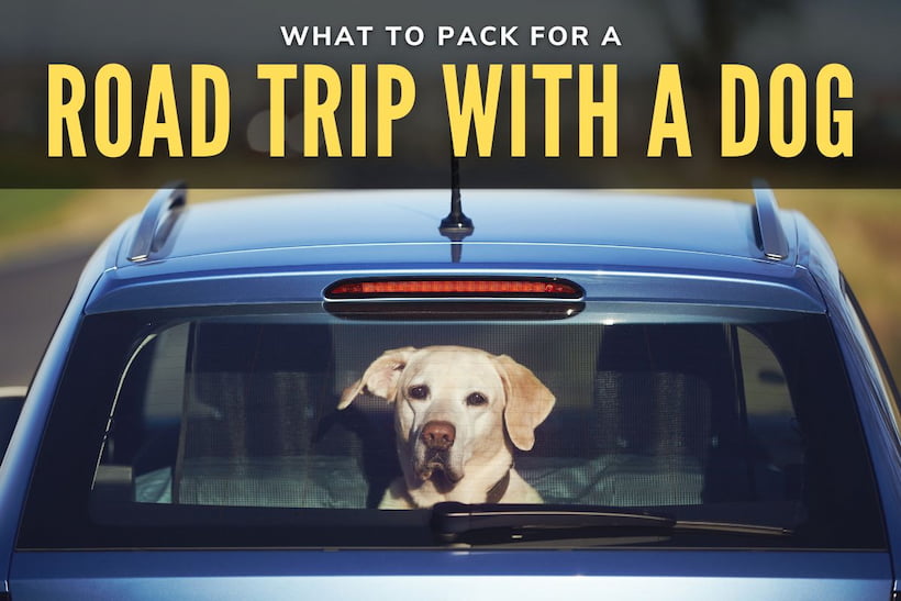What to Pack for a Road Trip With a Dog