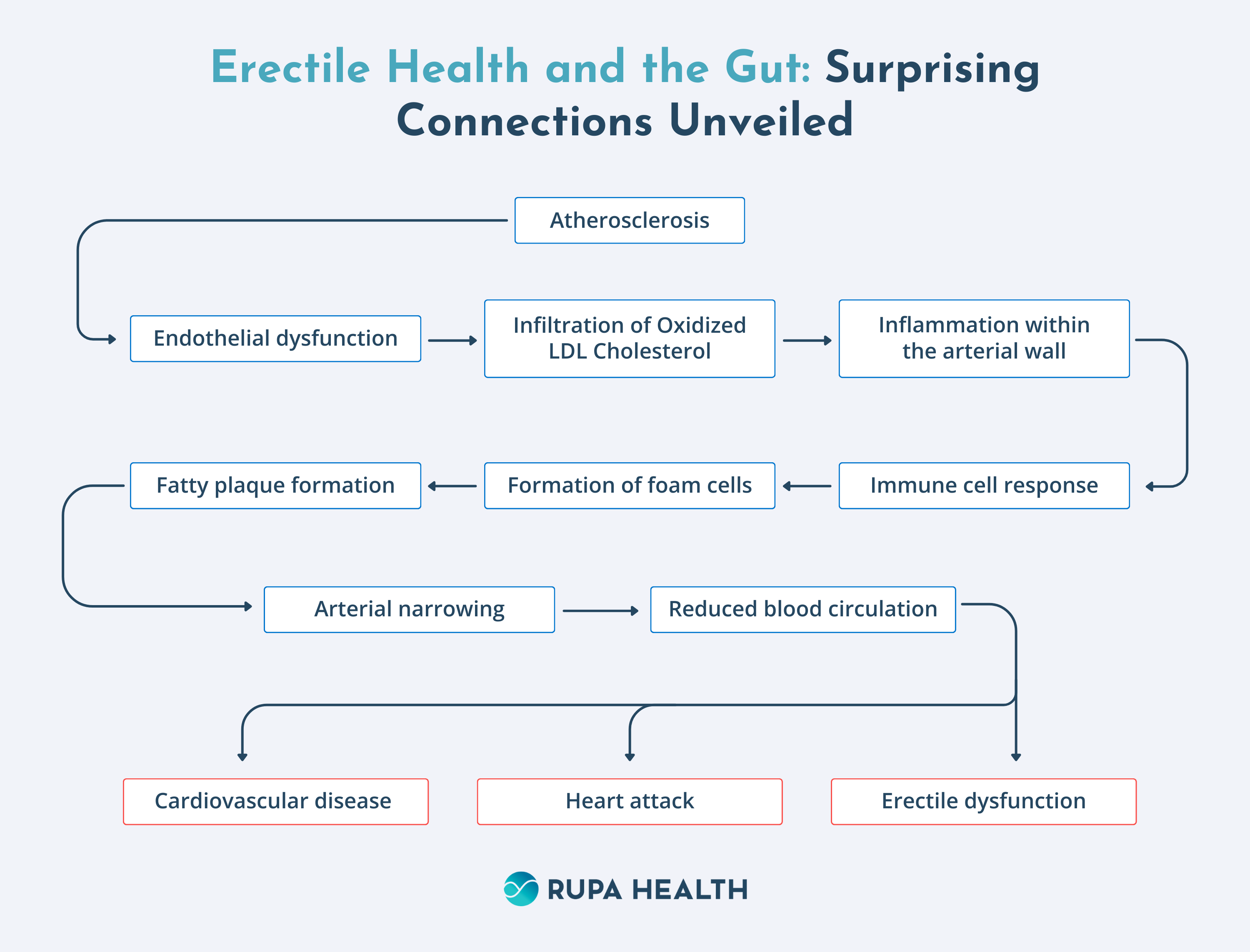 Erectile Health and the Gut: Surprising Connections Unveiled