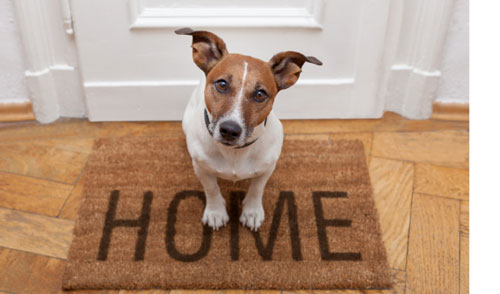 Dog standing on Home welcome mat