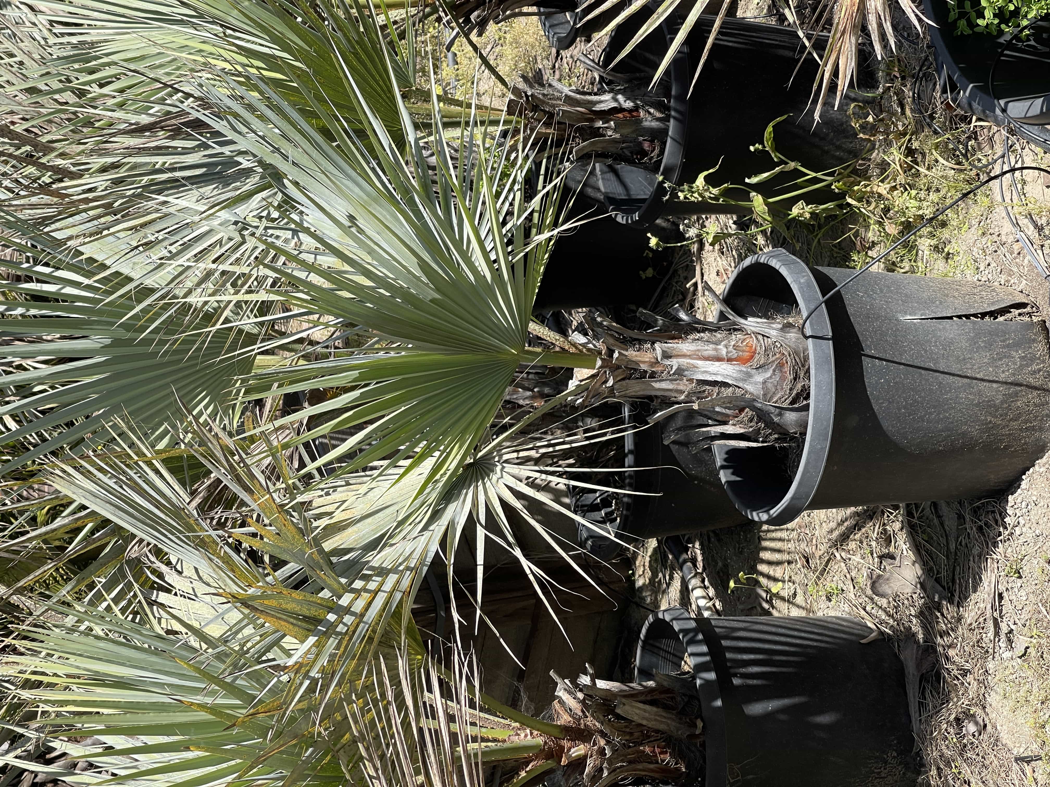 Descubre Brahea armata, la palmera azul - Agromática