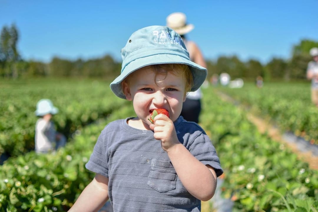 Real Fruit Ice Cream Hamilton, Waikato