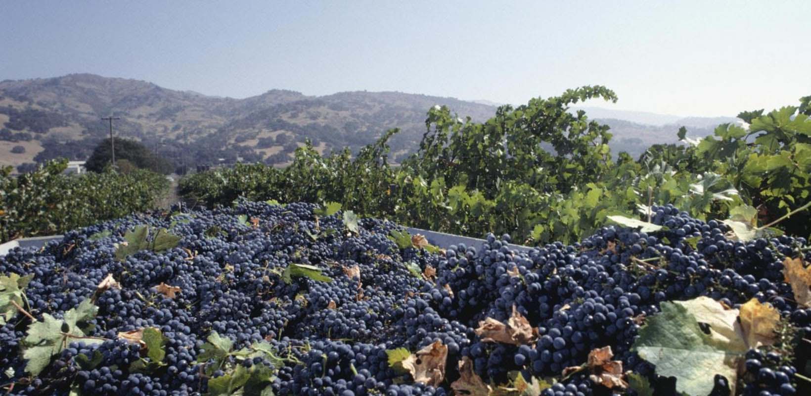 Sonoma and Napa Valley wine tour with tastings from San Francisco