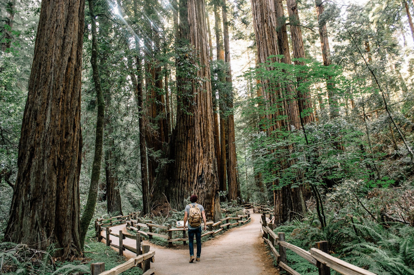 Man standing at afork in the path surrounded by giant trees