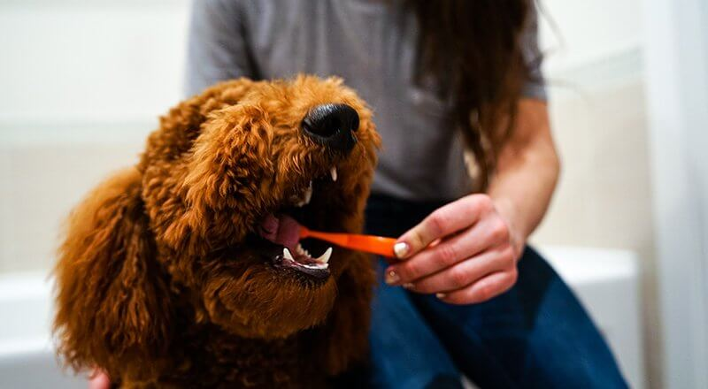 diy dog toothbrush